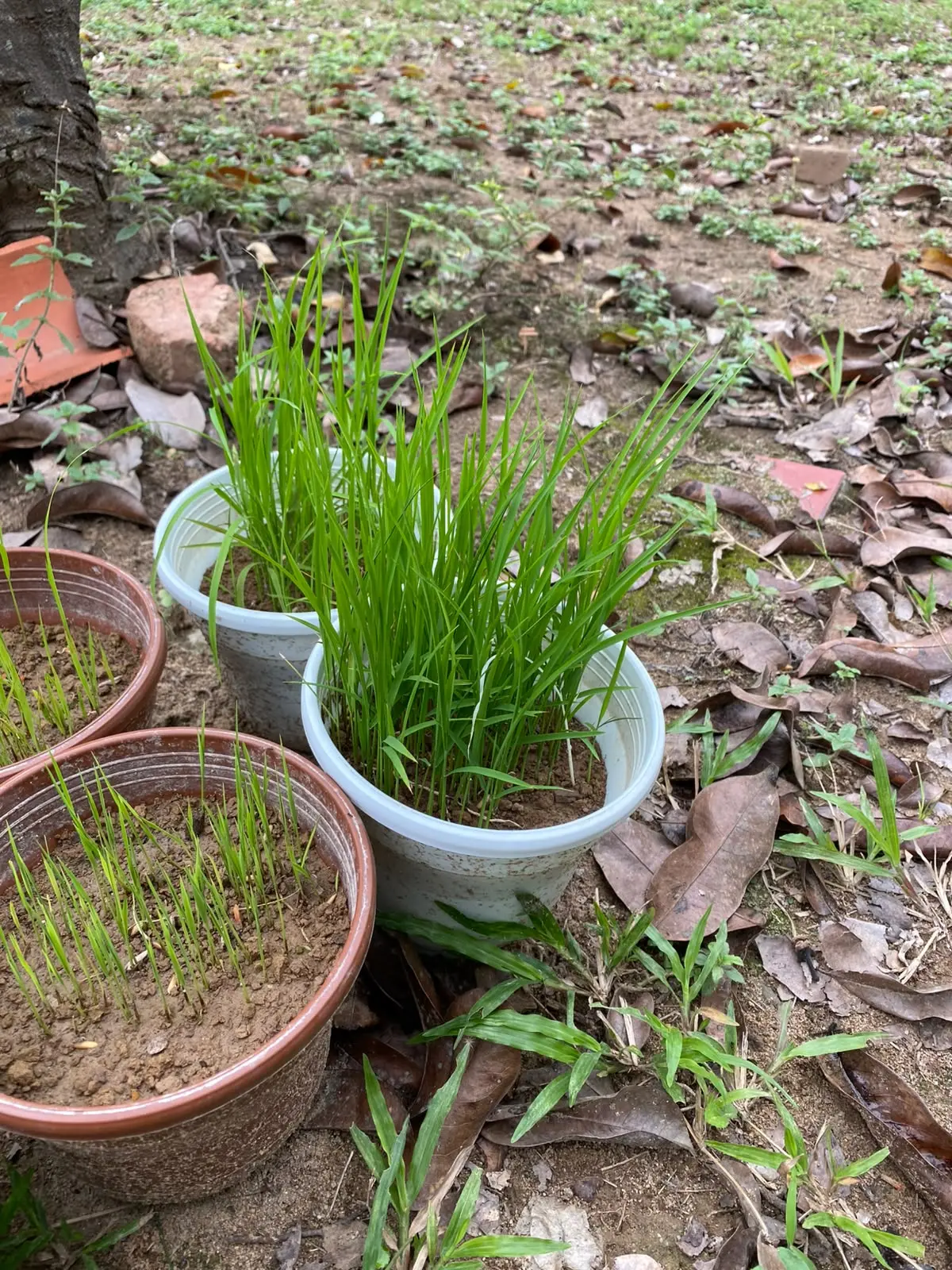Seguimiento visual de plantas de arroz en recipientes