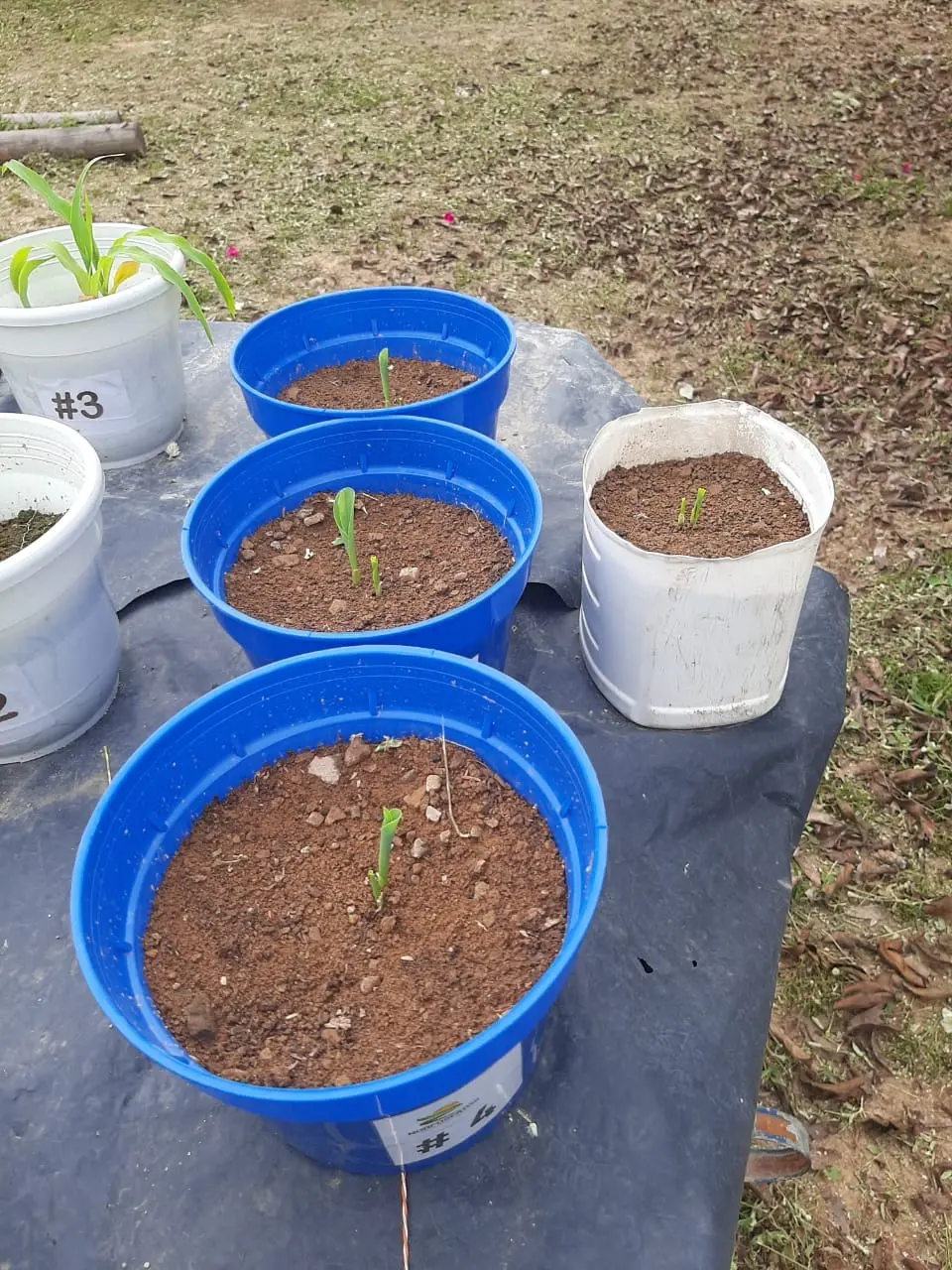 Emergencia de plantas en las macetas 4, 5 y 6 del ensayo de maíz