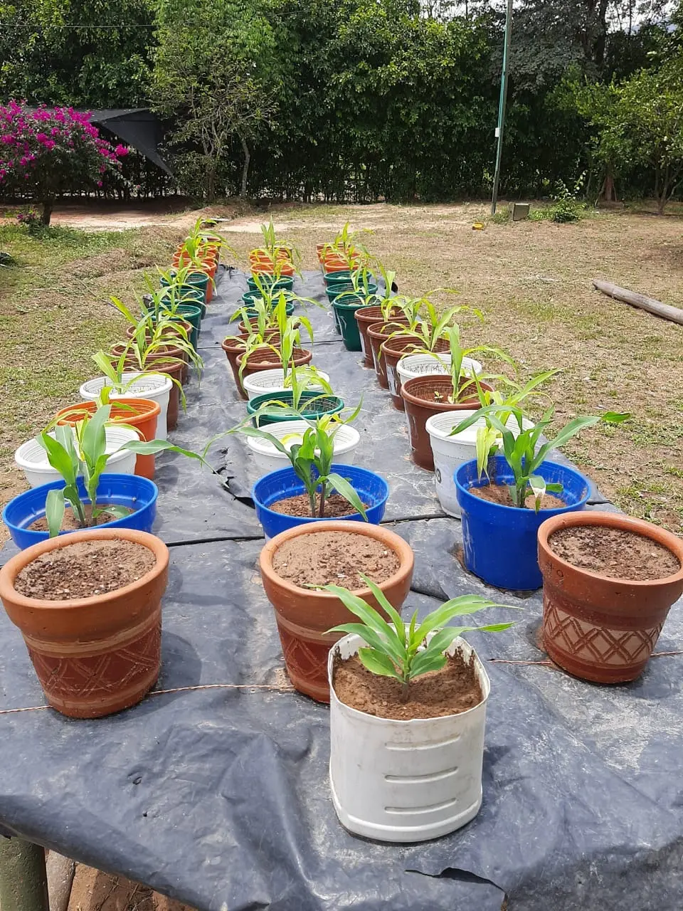 Seguimiento visual del crecimiento inicial de plantas de maíz
