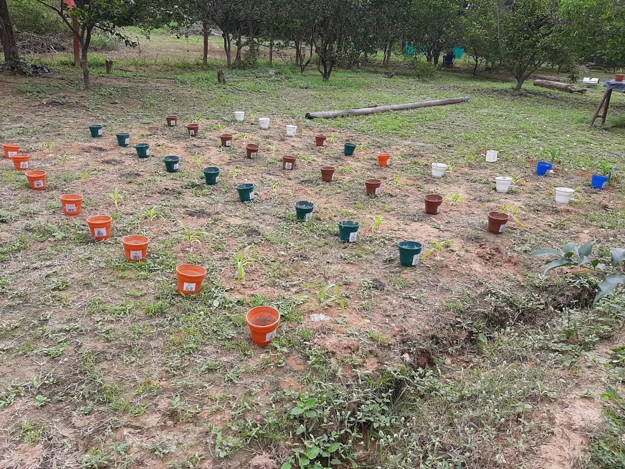 Trasplante al terreno de las plantas del ensayo de maíz