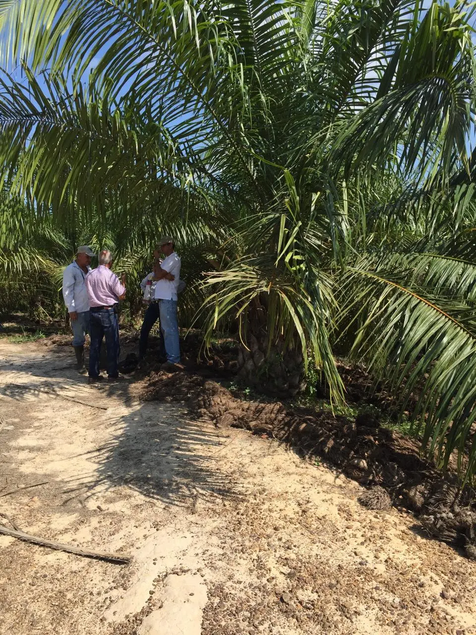 Visita de seguimiento a cultivo de palma